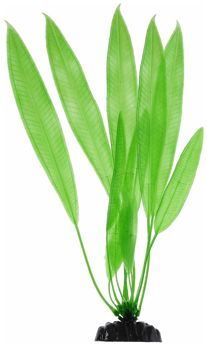 Растение Plant 009 Эхинодорус 30 см - фотография № 1