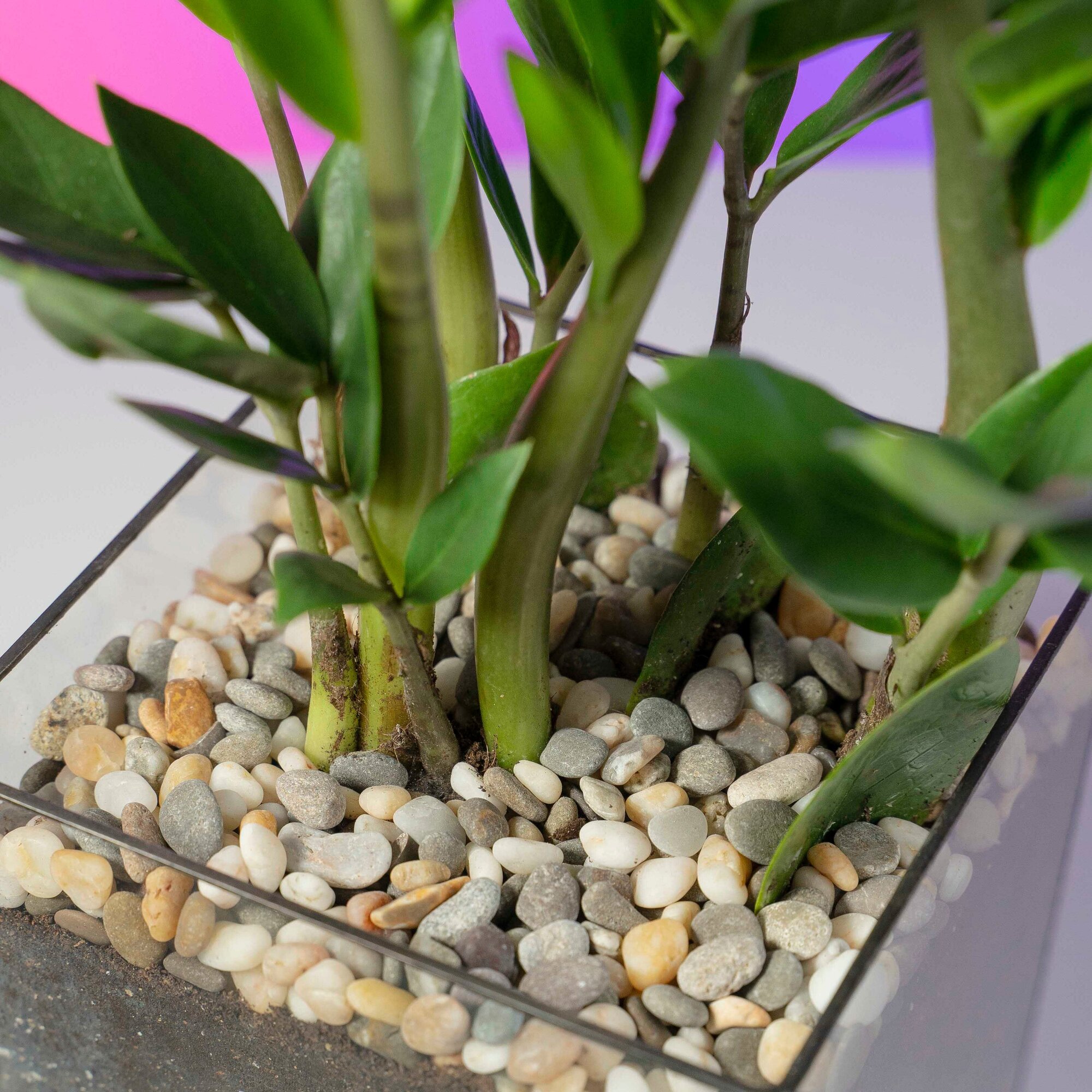 Флорариум GeoGlass с растением замиокулькас 35-40 см Кубик