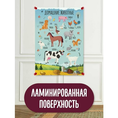 Обучающий плакат, обучающий материал, школьные плакаты, домашние животные, морские обитатели, кто живет в лесу