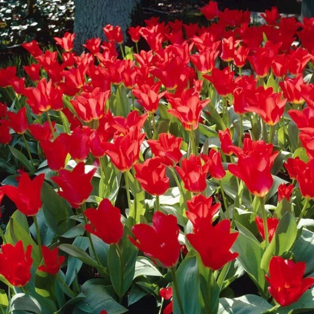 Тюльпан Ред Эмперор (1 луковица). Holland Bulbs (Голландия)