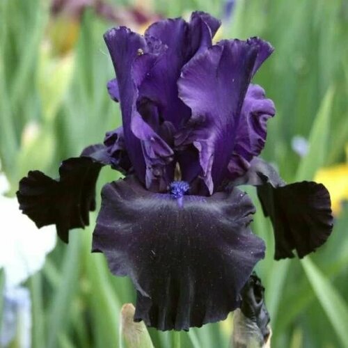 Ирис Сибирский корневой 1 шт.