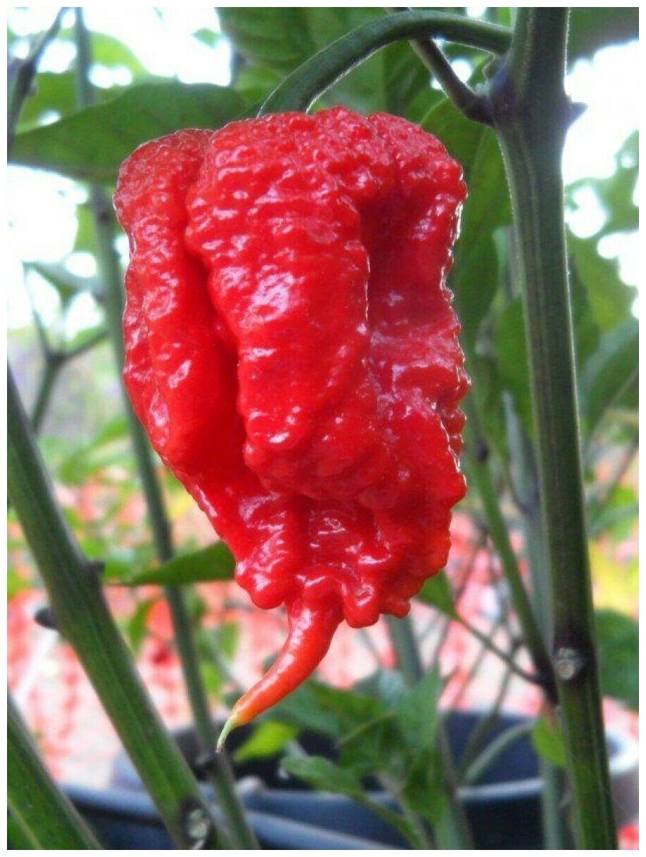 Семена Острый перец Carolina Reaper red (Каролина Рипер красный), 5 штук