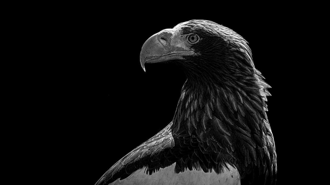 Картина на холсте 40x50 LinxOne "Животные, фауна" интерьер для дома / декор на с