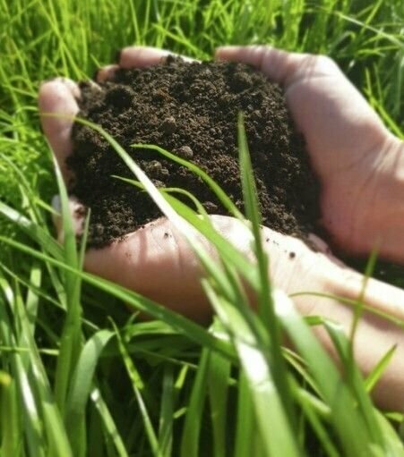 Сапропель 3x1л (концентрат). Природное удобрение для повышения качества почвы, добавляется в грунт как в сухом виде, так и в виде раствора - фотография № 5
