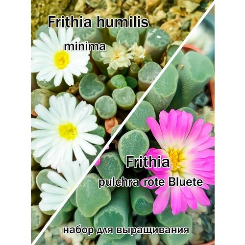 Суккулент Frithia набор для выращивания (семена, грунт, горшочек, инструкция по посеву).