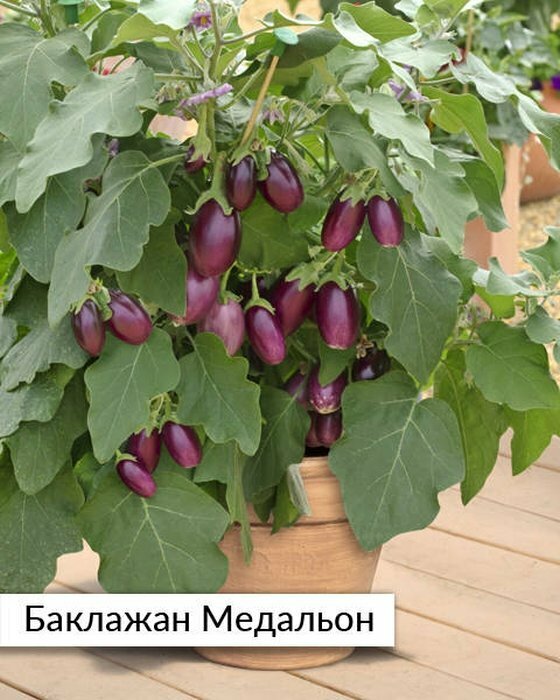 Семена баклажана Поиск 