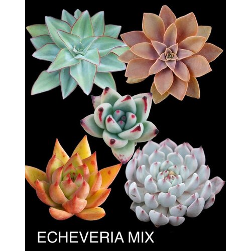 Эхеверии MIX Набор для выращивания