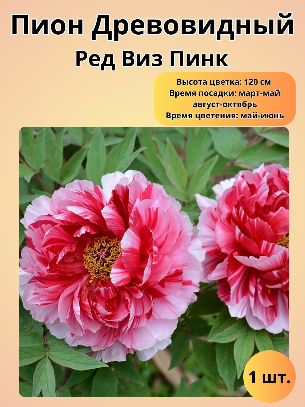Пион, многолетние цветы, саженец 1 шт