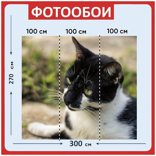Фотообои Кошка белый чернить 300x270 см флизелиновыена стену 2940₽