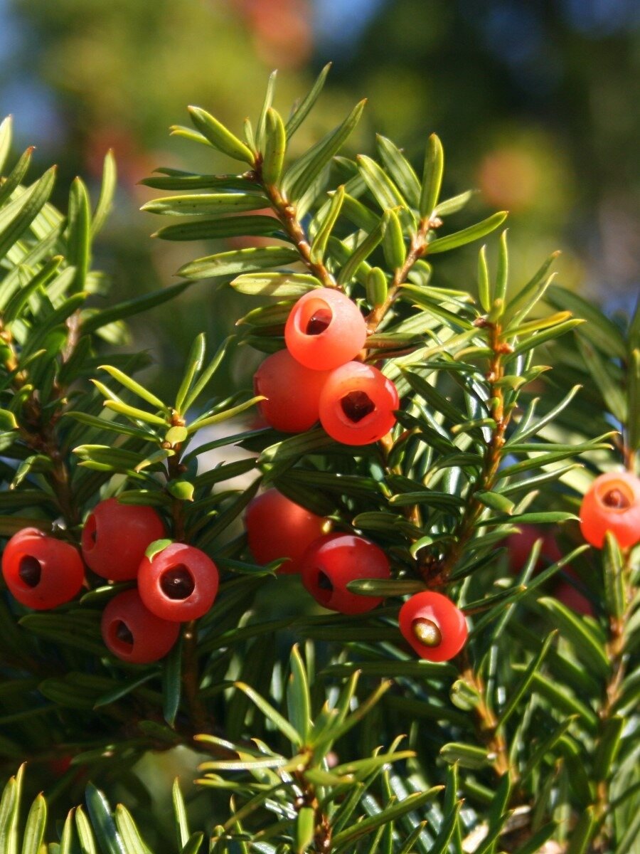 Семена Тис Остроконечный (Taxus cuspidata) 5 штук