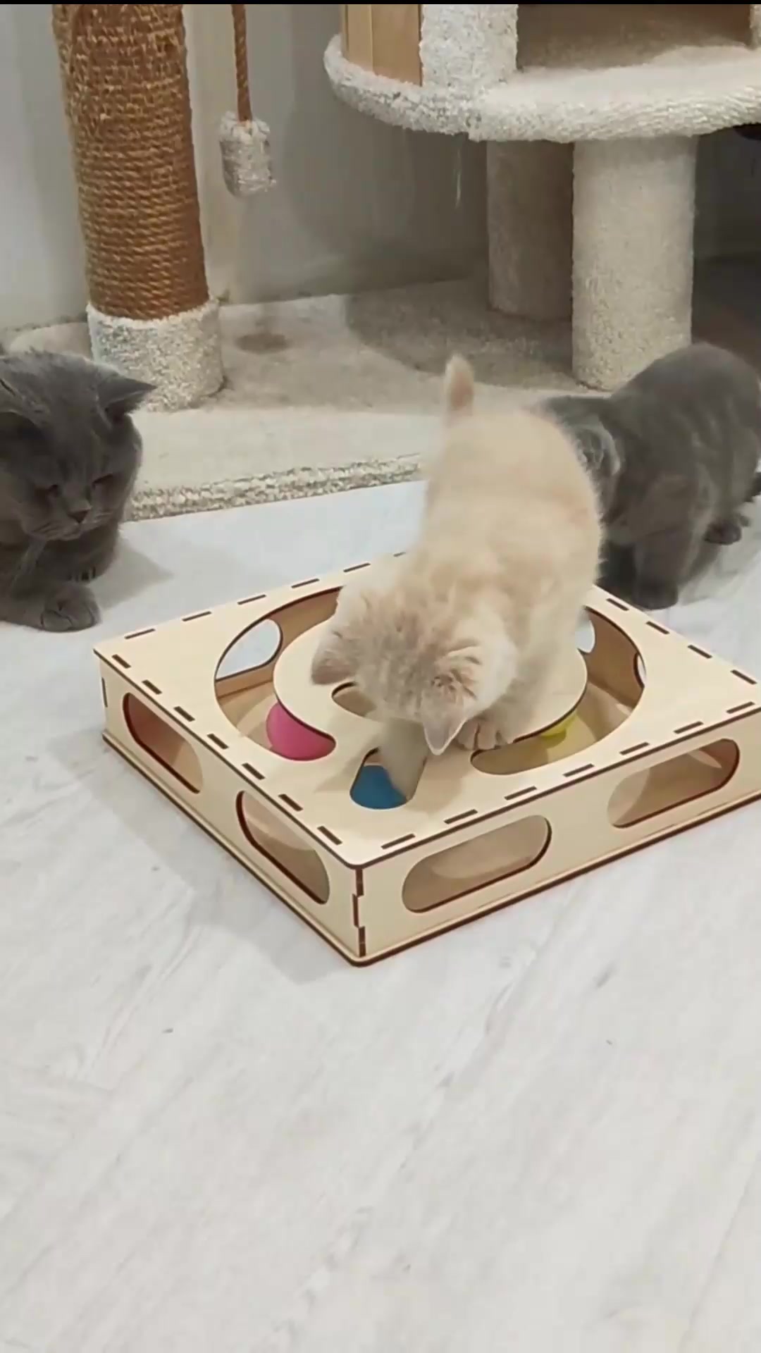 Игрушки для животных из дерева Лабиринт для кошек — фото 1