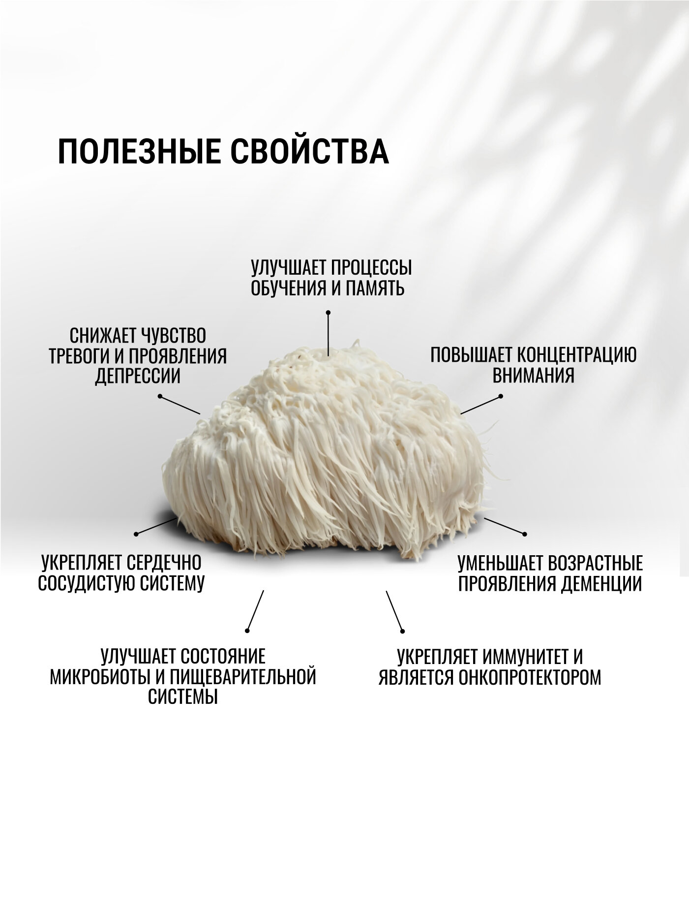 Картинки Ежовик гребенчатый плодовое тело для Могза, укрепления памяти, внимания и физического здоровья. Ноотроп. Адаптоген.