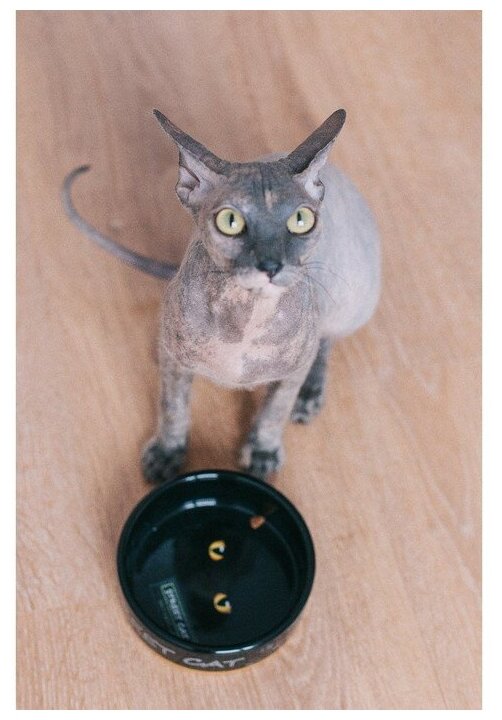 Миска для кошек Пижон керамическая "Черный кот" 300 мл, оранжевая - фотография № 2