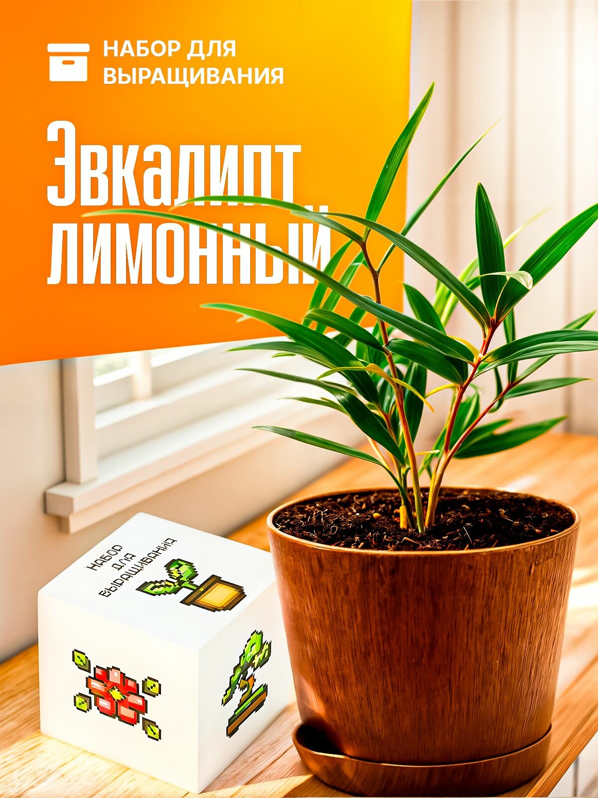 Набор для выращивания растений Эвкалипт лимонный