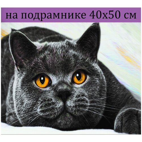 Алмазная мозаика на подрамнике 40х50 кот котята, Алмазная живопись 50х40, Алмазная вышивка наборы с круглыми стразами полная выкладка
