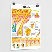 Обучающий медицинский плакат "Волосы человека" / А-2 (42x60 см.)