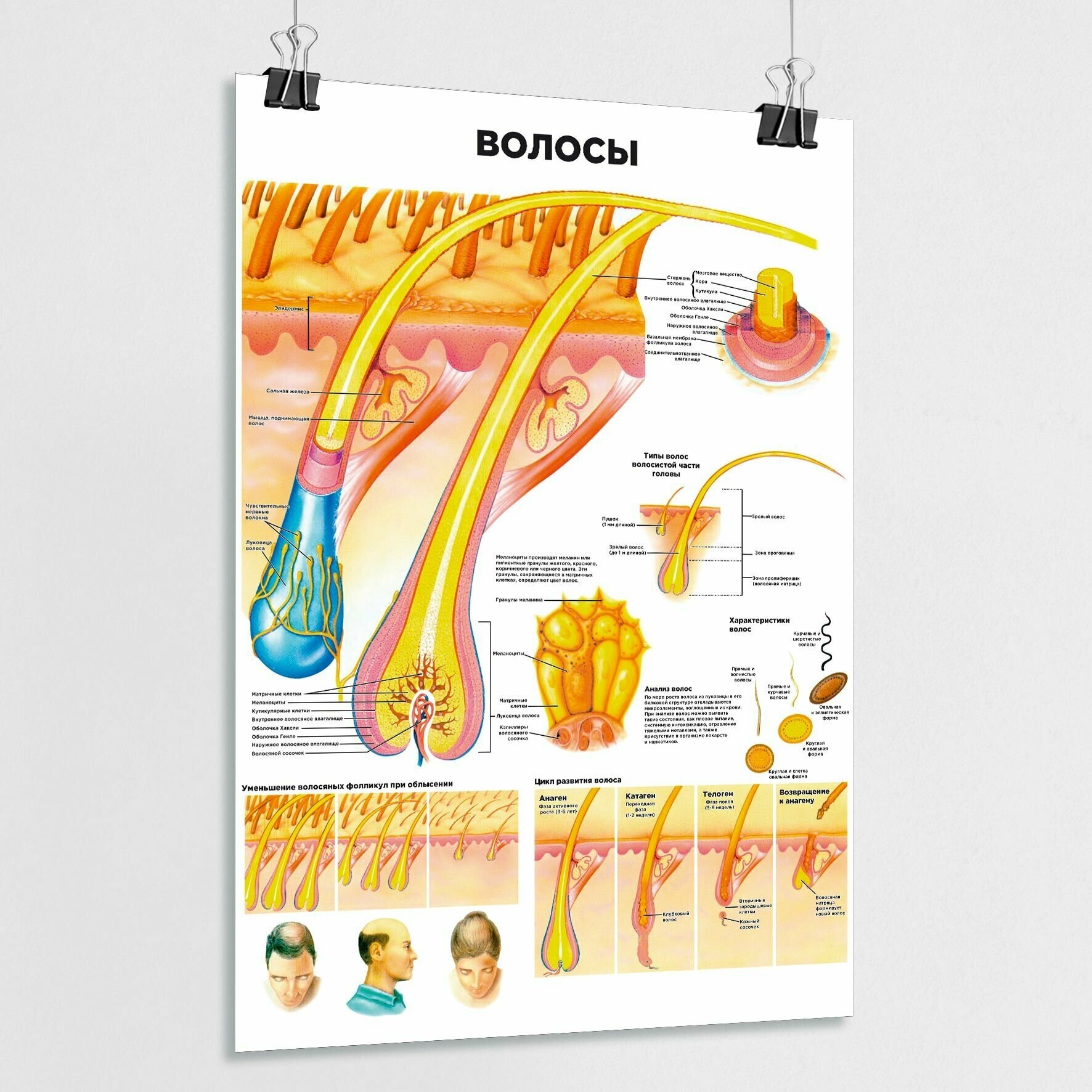 Обучающий медицинский плакат "Волосы человека" / А-1 (60x84 см.)