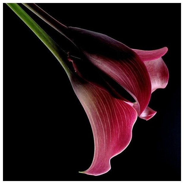 Постер на холсте Розовая лилия (pink lily) №1 50см. x 50см.