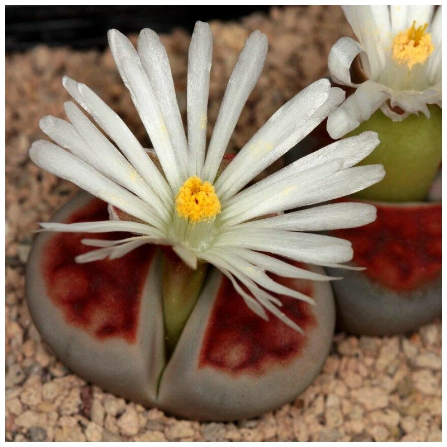 Семена Орешка Суккулент Литопс Lithops karasmontana Summitatum 10 шт.