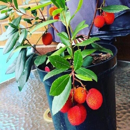 Земляничное дерево (Arbutus)), семена. земляничное дерево рубра крупноплодное