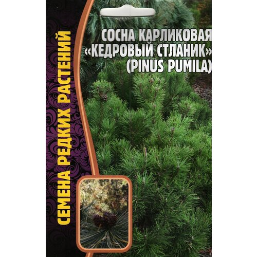 Сосна карликовая кедровый стланик /pinus pumila ( 1 уп : 5 семян )