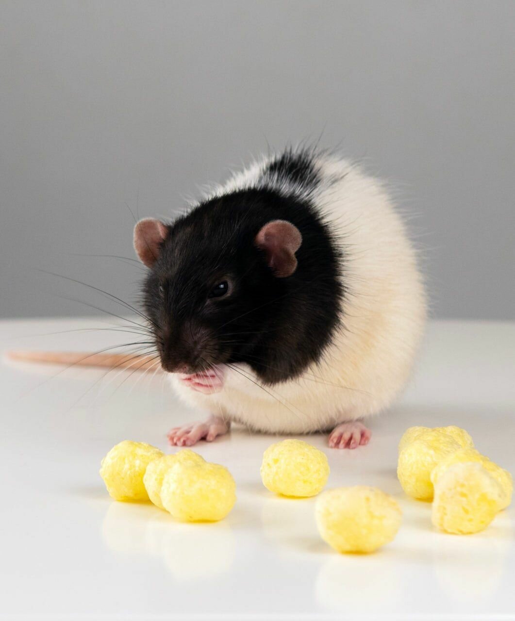 Корм для грызунов кукурузные шарики 300гр.