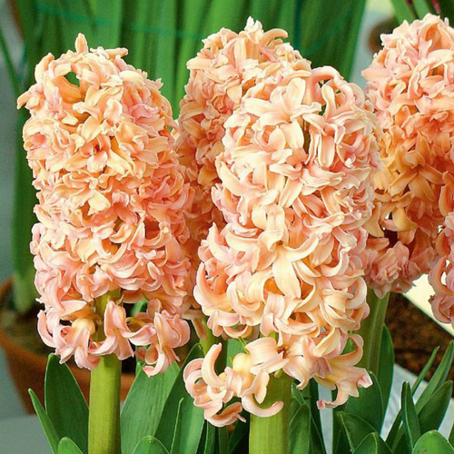 Гиацинт ODYSSEUS (2 луковицы)