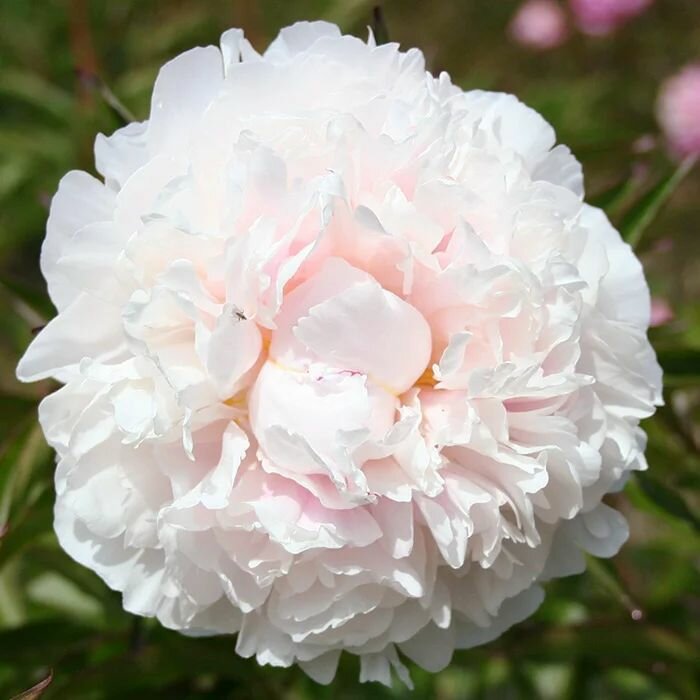 Пион травянистый Печер 1шт