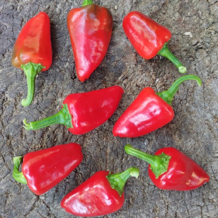 Семена Deodar SEEDS COMPANY Перец острый Kardoula 5 шт.