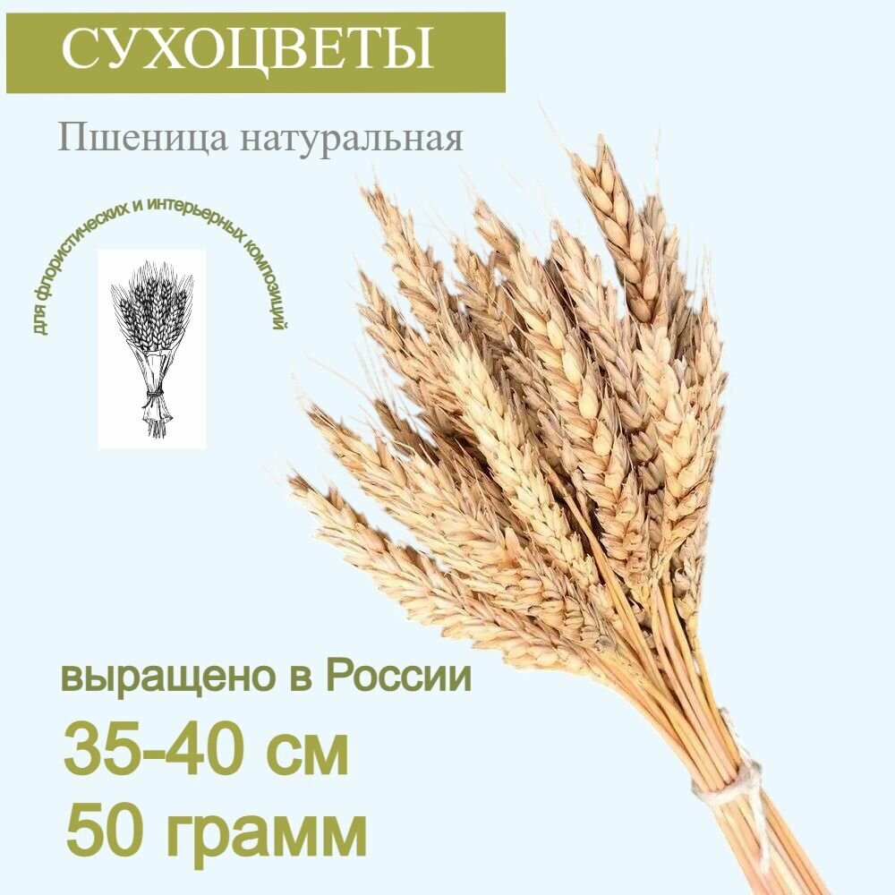 Пшеница премиум сухоцвет 35 см