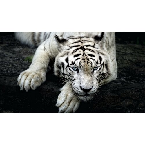 Картина на холсте «Тигр»
