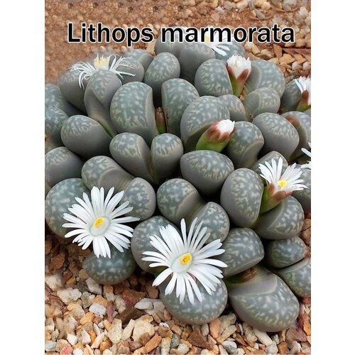 Литопсы marmorata (живые камни, суккуленты) набор для выращивания (семена, грунт, горшочек, инструкция по посеву).