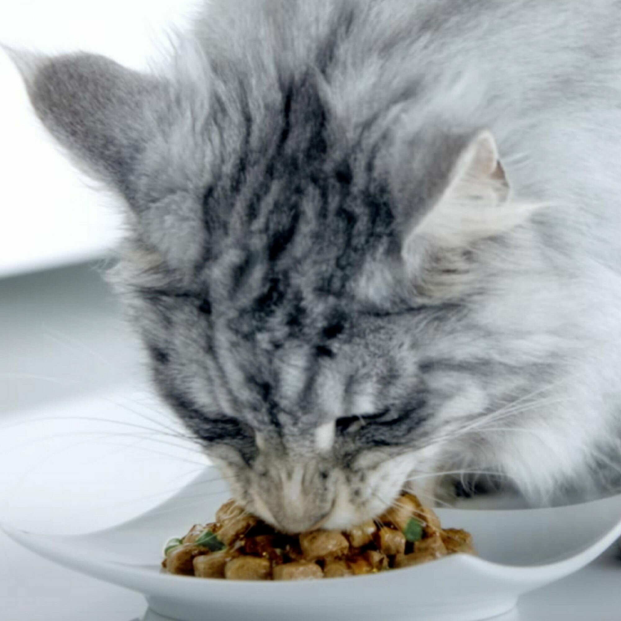 Влажный корм Purina ONE для стерилизованных кошек с курицей и зеленой фасолью, 75 г х 26 шт. - фотография № 14