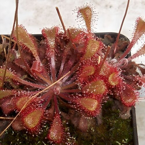 Семена Мухоловка Росянка Snyderi (Drosera Snyderi), хищное растение, поедающее мух, 20+ шт семян