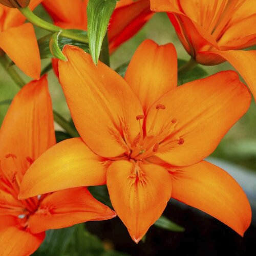 Лилии Оранж Каунти 3 шт. / Orange County