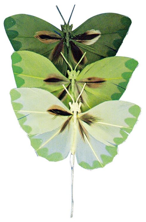 Набор декоративных элементов Бабочки 2 x 4 см зеленые оттенки RAYHER 8518313