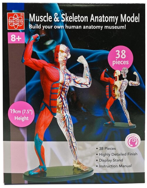 Набор Edu Toys Muscle & Skeleton Anatomy Model (SK056)