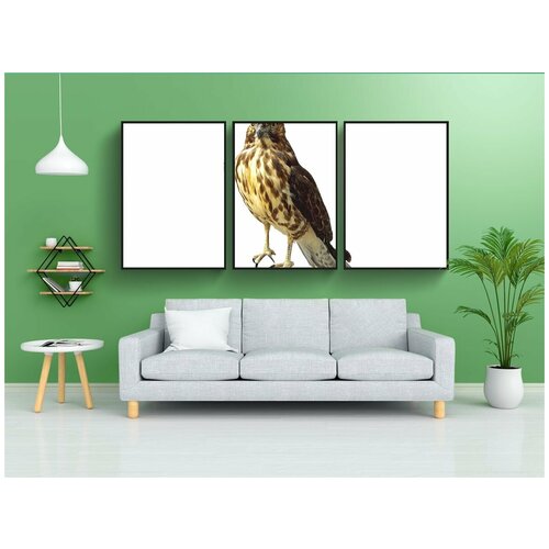фото Набор модулных постеров для интерьера "ястреб, хищник, хищные птицы" 60x90 см. в тубусе, без рамки lotsprints