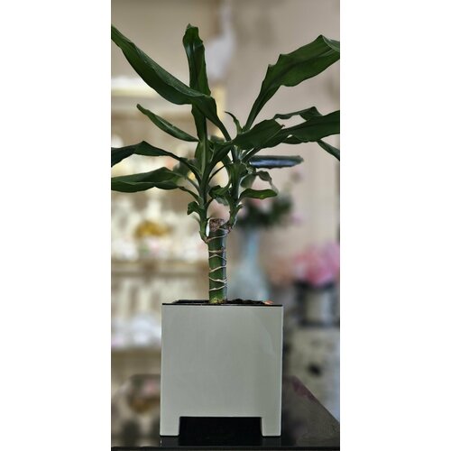 Красивый стильный горшок 2,1 л для цветов 