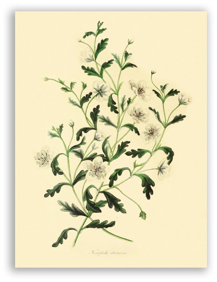 Гравюра Постер на бумаге / Nemophila Atomaria