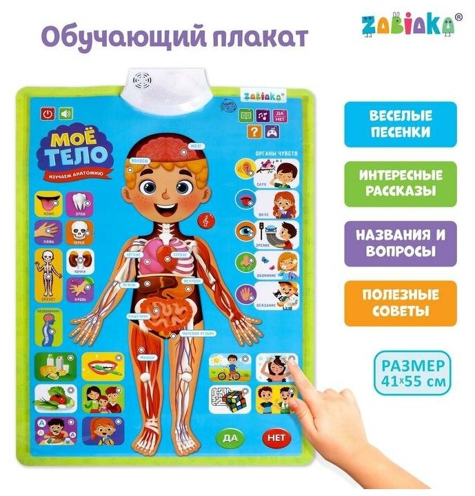 Обучающий плакат «Изучаем анатомию: Моё тело»