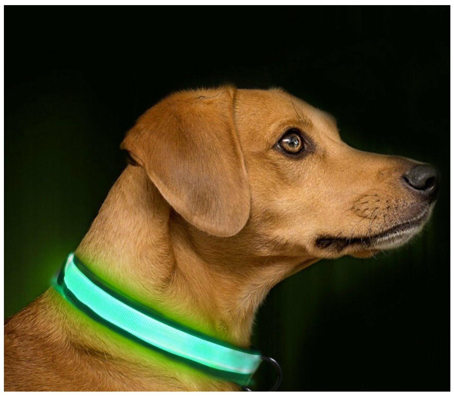 Ошейник для животных Poco case Прогулочный Светящийся на батарейках, светодиодный LED, размер M, 30-38 см - фотография № 3
