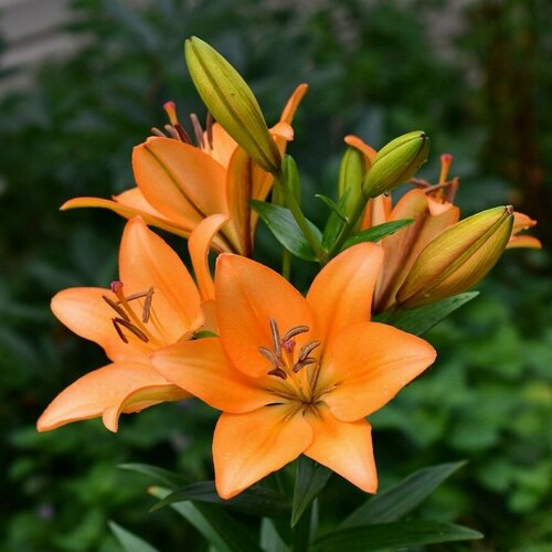 Лилия Акрон (1 луковица). Holland Bulbs (Голландия)