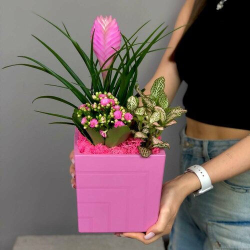 Тилландсия, фиттония и каланхоэ в пластиковом кашпо от бренда Margo plants розовый, нежный, розовый