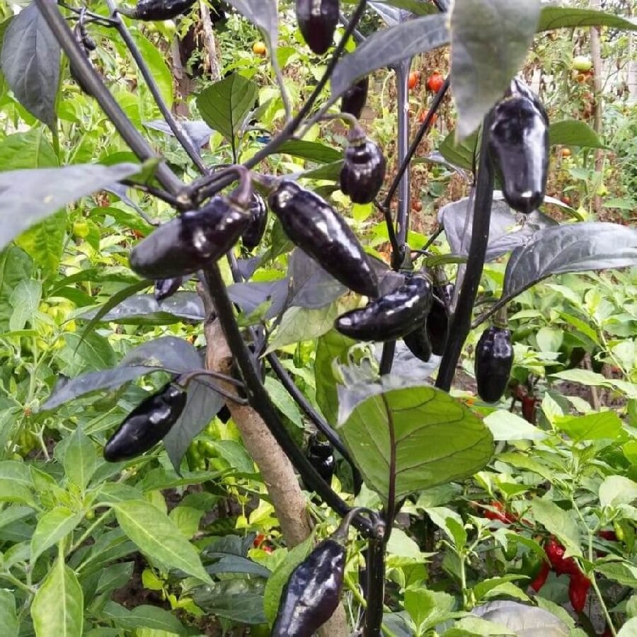 Семена Deodar SEEDS COMPANY Перец острый Pimenta da Neyde 5 шт.