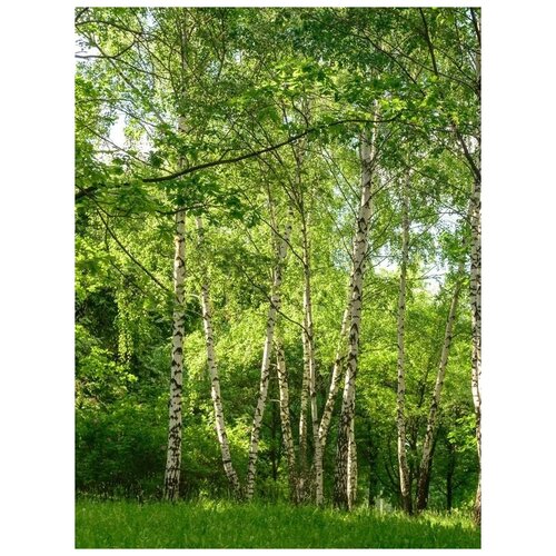 Фотообои белиссимо Березовая роща 1,4х2,0 м.