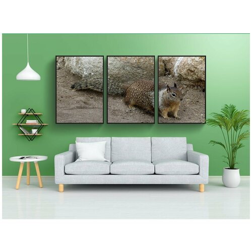 фото Набор модулных постеров для интерьера "сурок, животное, природа" 60x90 см. в тубусе, без рамки lotsprints