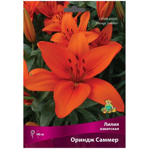 Лилии азиатские Ориндж Саммер луковица 16/18