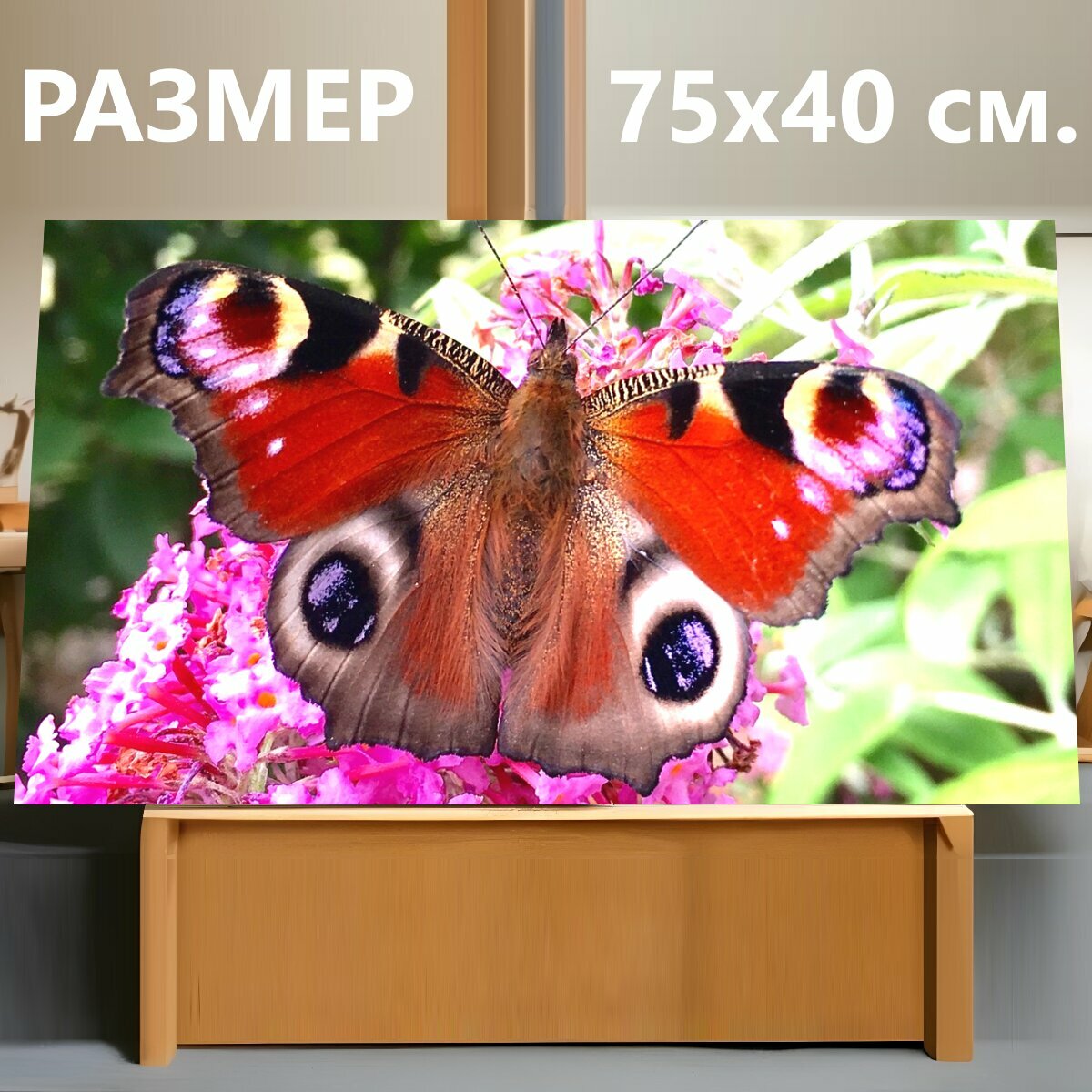Картина на холсте "Сад, павлинья бабочка, бабочка" на подрамнике 75х40 см. для интерьера