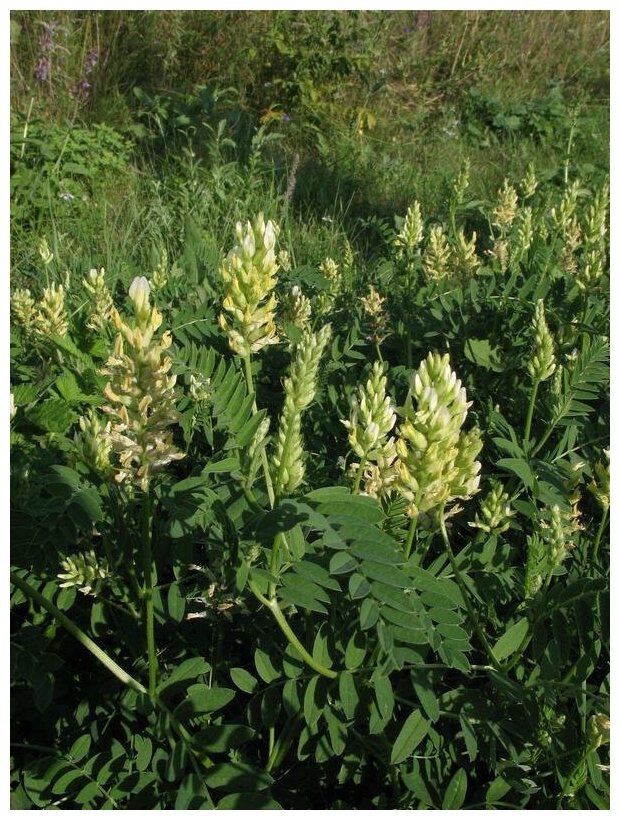 Астрагал нутовый (лат. Astragalus cicer) семена 15шт + подарочек